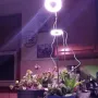 1 To 3 Angel Ring USB Plant LED Light with 3 Lamp Heads 2/4/8 Hours Switch Timer 4 Level Brightness Adjustment Suitable for Indoor Plant Growth
