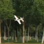 Skywalker Speed G 800mm Wingspan EPO Glider RC Airplane Fixed Wing KIT