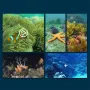Happy Cow 777-273 Mini WIFI RC Boat App Controlled Six Links Real time Transmission Underwater Camera Ship Photo Video Visual Remote Control LED Light Model Outdoor Children Toy