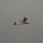 Mini Surfer X8 800mm Wingspan EPP RC Airplane Glider KIT