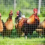 Hardware Cloth 24in x50ft & 1/8inch Chicken Wire Mesh Hot-Dipped Galvanized Material, Fence Wire Mesh for Chicken Coop/Run/Cage/Pen/Vegetables Garden and Home Improvement Projects