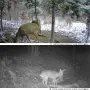 Mini700 Outdoor Solar Wild Camera 20MP 1080P HD Wild Animal Detect Trail Camera Monitoring Infrared Sensing Night Vision