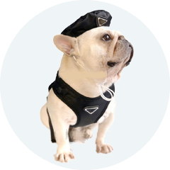 Pet Supplies